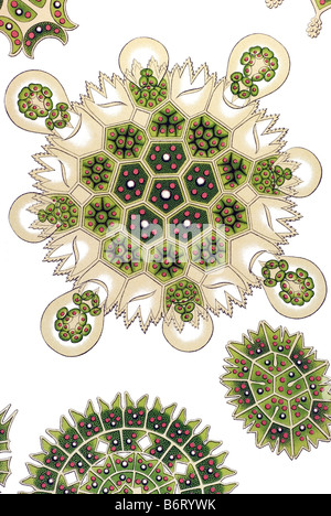 Melethallia / Gesellige Algetten, Fam Hydrodictyea / Hydrodictyaceae, Name Pediastrum, 8/ Pediastrum elegans Stock Photo