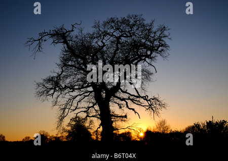 An oak tree is silhoutted against the setting sun in a field in Surrey, England. Stock Photo