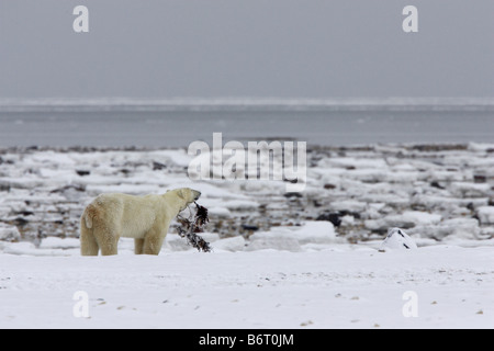 Polar Bear eating seaweed on the tundra overlooking Huson Bay Stock Photo