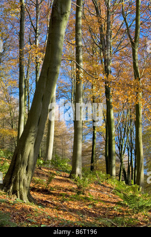 Autumn beech trees above Fewston Reservoir North Yorkshire Stock Photo