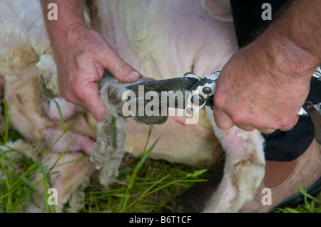 Shearer trimming the hooves of sheep Stock Photo