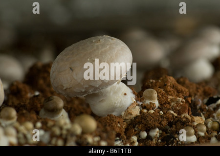 Agaricus Bisporus Portobello mushroom Stock Photo