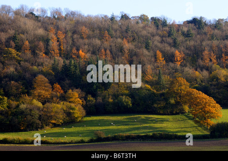 Autumn on Wenlock Edge, Shropshire, England, UK Stock Photo