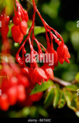 Flower Firmiana Corolata Family Sterculiaceae A deciduous tree with bright red flowers Stock Photo