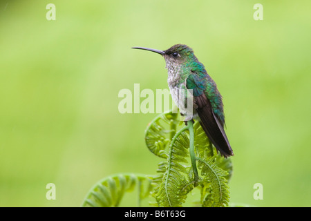 Many-spotted Hummingbird (Taphrospilus hypostictus) perched on a fern