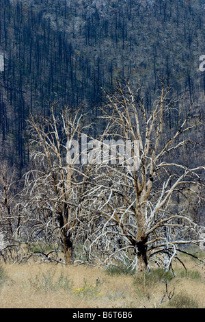 charred tree, burned trees in forest after fire Stock Photo - Alamy