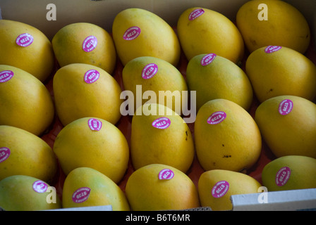 tray of mangoes Stock Photo