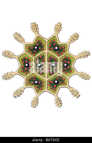 Melethallia / Gesellige Algetten, Fam Hydrodictyea / Hydrodictyaceae, Name Pediastrum, 3/ Pediastrum granulatum Stock Photo