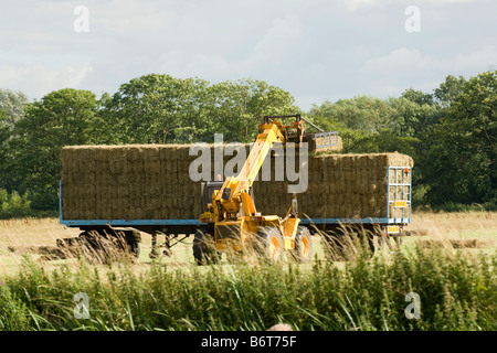 Stacking hay bales Stock Photo