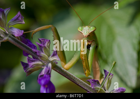 Praying Mantis Chinese Mantis Tenodera aridifolia sinensis on purple flowers Stock Photo
