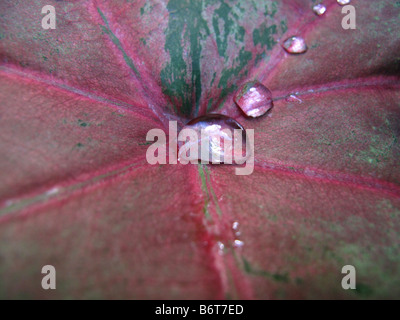 Rainwater caught in a leaf in Diamond Botanical Gardens in Soufriere Estate, St Saint Lucia in the Caribbean, West Indies Stock Photo