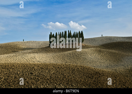 Small group of green cypress trees in the centre of curvey golden brown autumn fields of Tuscany high lighted by clouds Stock Photo