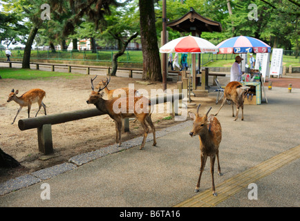 Deer roaming in Todai Ji park, Nara JP Stock Photo