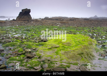 A carpet of seaweed covered rock at Strawberry Point during low tide Olympic National Park Washington Stock Photo