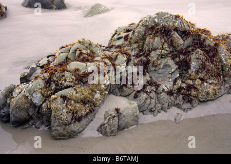 Seaweed covered rock at Strawberry Point Olympic National Park Washington Stock Photo