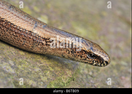 Slow worm - Anguis fragilis Stock Photo