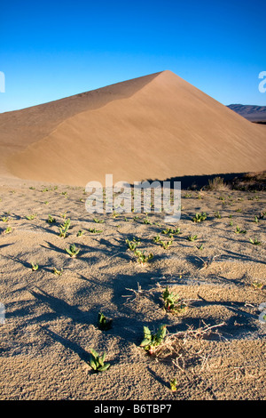 Early light on a sand dune above the White Bluffs along the Hanford Reach Washington Stock Photo