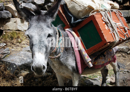 Donkeys are used as pack animals on treks around the Cordillera Blanca in Peru. Stock Photo