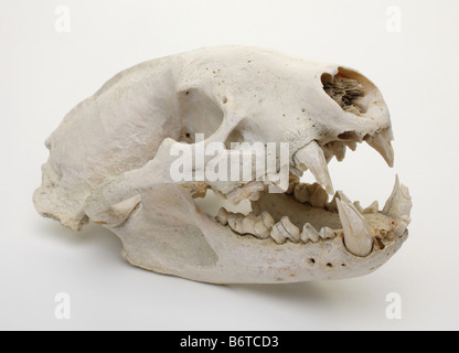 canine dog skull with jaw and jagged teeth with mouth open on white background Stock Photo