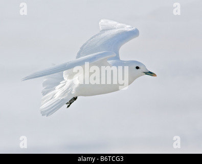 Rare Ivory Gull in flight. Stock Photo