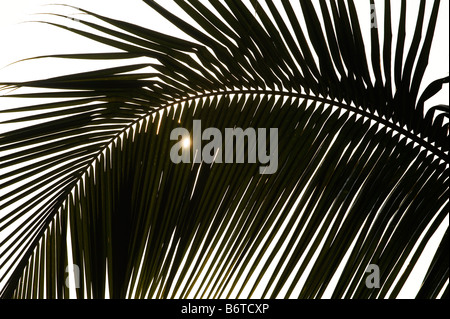 Silhouette of a coconut palm tree leaf against the sun in India Stock Photo