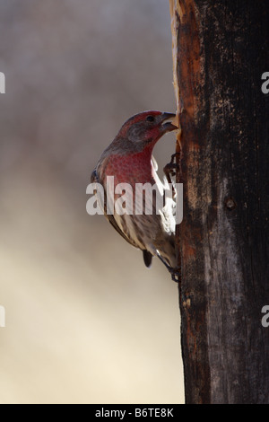 Male house finch (Carpodacus Mexicanus), Arizona, USA Stock Photo