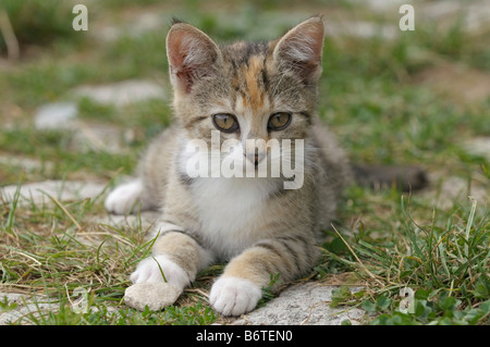 Young domestic cat Stock Photo