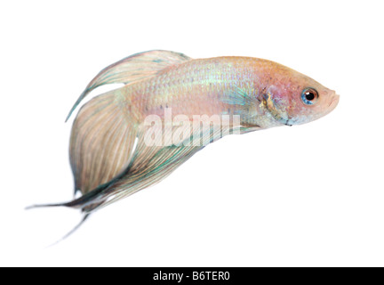 Siamese fighting fish Betta Splendens in front of a white background Stock Photo