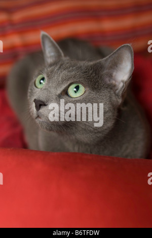 Portrait of a Russian Blue purebred cat Stock Photo