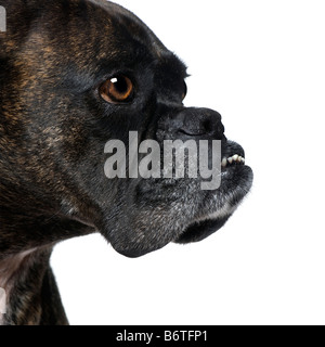 close up on a Boxer s head 9 years in front of a white background