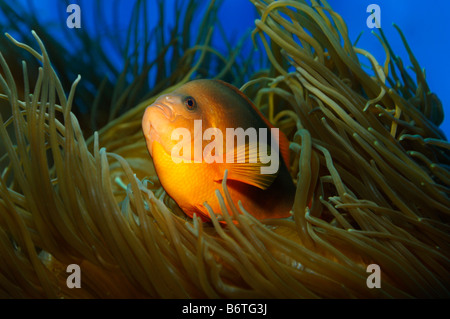 Red saddleback anemonefish Amphiprion ephippium captive Stock Photo