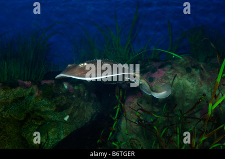 Thornback ray Platyrhinoidis triseriata captive Stock Photo Alamy