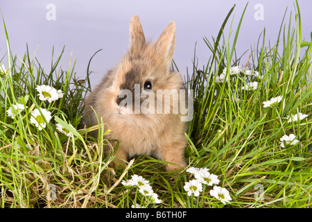 Young spring rabbit looking around in a patch of grass Stock Photo