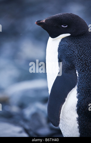 Adelie Penguin Pygoscelis adelie in snow on Half Moon Island South Shetland Islands Antarctica Stock Photo