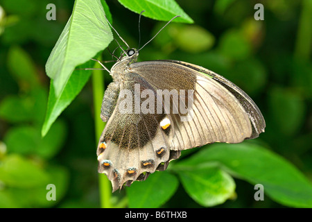 Emerald or green banded. Swallowtail butterfly. Papilio palinurus Stock Photo