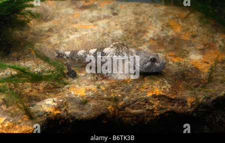 Bullhead or Millers Thumb fish Cottus gobio Midlands UK Stock Photo