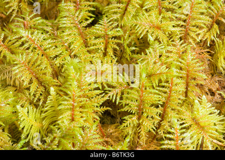 Hylocomium splendens moss growing on forest floor of a Scots pine forest in Glen Quoich in the Cairngorms, Scottish Highlands. Stock Photo