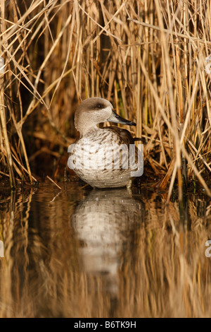 Marbled teal Marmaronetta angustirostris on water Native to Spain Stock Photo