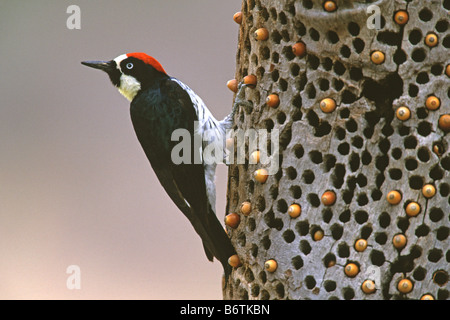 Acorn Woodpecker Stock Photo