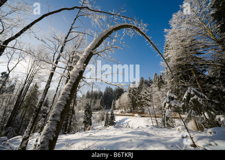 Winter landscape in forest, strange curve-shaped trees in foreground and country road in background Stock Photo