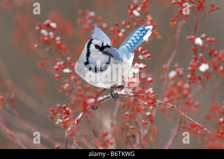 Blue Jay Perched in Multiflora Rose Berries Stock Photo