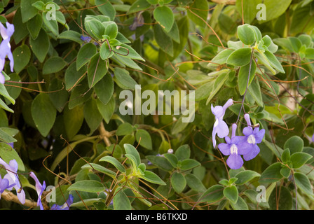 Cape Primrose, False African Violet (Streptocarpus saxorum, Gesneriaceae) flowers Stock Photo