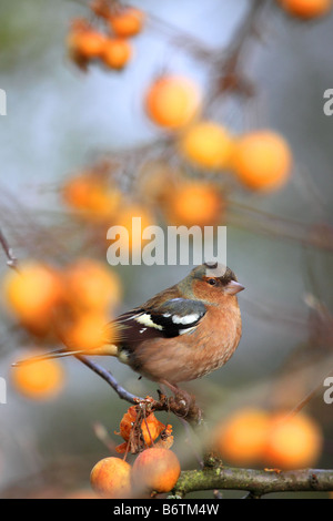Male Chaffinch in crab apple tree, England, UK Stock Photo