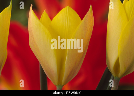 Tulipa linifolia (Batalinii Group) 'Honky Tonk' (Tulip) Miscellaneous group. Stock Photo