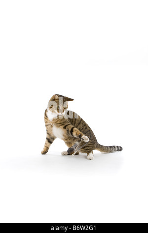 Tabby tom cat playing with feathers Stock Photo