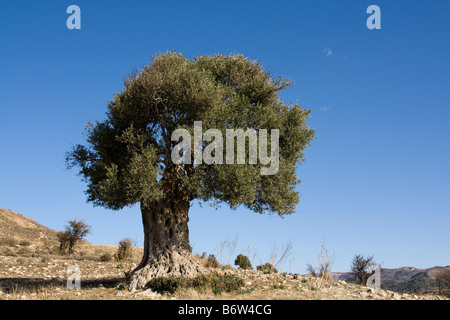 Ancient Olive tree in the fields and farms in the Troodos Mountains, Cyprus, EU Stock Photo