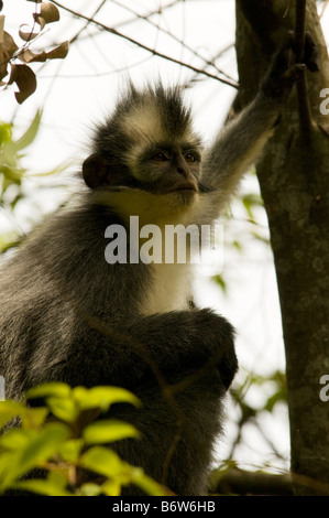Thomas's Leaf monkey, Presbytis thomasi, in Sumatra, Indonesia Stock Photo
