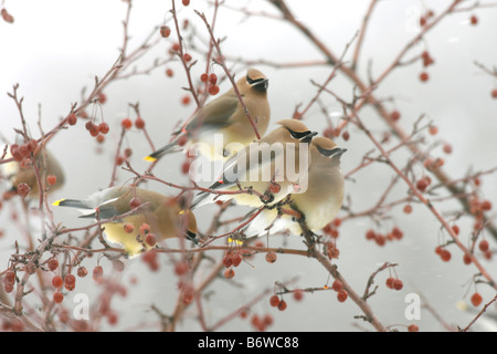 Cedar Waxwings perched in Crabapple Tree with Berries Stock Photo