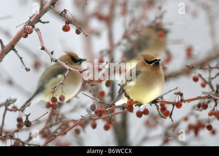 Cedar Waxwings perched in Crabapple Tree with Berries Stock Photo