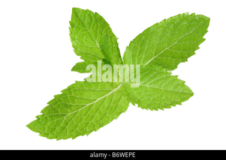 Sprig of mint cut out isolated on white background Stock Photo